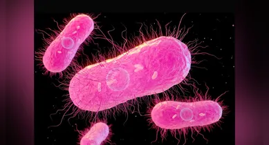 Imagem ilustrativa da notícia: EUA investigam surto de salmonella ligado a aves domésticas