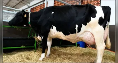 Imagem ilustrativa da notícia: Você não vai acreditar no volume absurdo de leite que essa vaca produziu