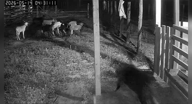 Imagem ilustrativa da notícia: Câmeras flagram ataques de onça no interior do Pará. Veja o vídeo