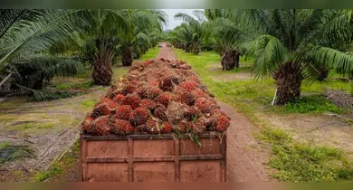 Imagem ilustrativa da notícia: Pará lidera como o maior produtor de dendê do Brasil, diz pesquisa