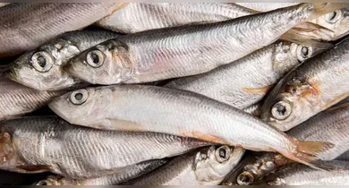 Imagem ilustrativa da notícia: Anvisa manda recolher lote de sardinha por risco de salmonella