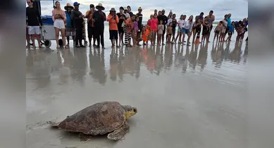 Imagem ilustrativa da notícia: Após resgate, tartaruga marinha é devolvida ao mar em Salinópolis