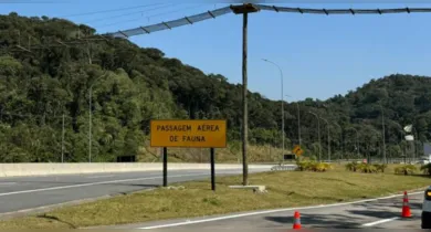 Imagem ilustrativa da notícia: Vândalos abriram cerca e capivaras acessaram pista da Avenida Liberdade 