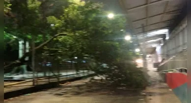 Imagem ilustrativa da notícia: Árvore cai próximo a estação do BRT, em São Brás, e deixa vias interditadas