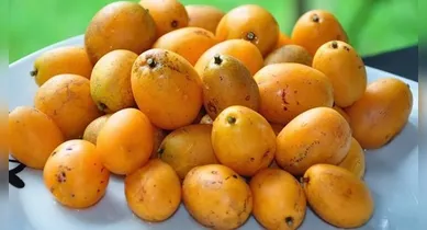 Imagem ilustrativa da notícia: Ingredientes amazônicos ganham espaço na indústria nacional