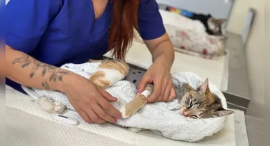 Imagem ilustrativa da notícia: Quer castrar seu gato de graça em Belém? Saiba como participar