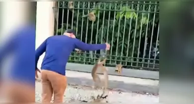 Imagem ilustrativa da notícia: Vídeo de pessoas alimentando macacos no Bosque acende alerta em Belém