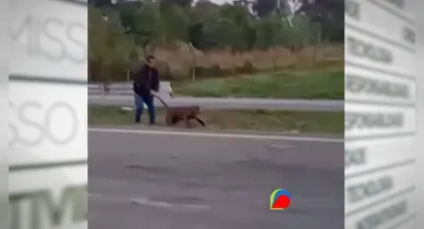 Imagem ilustrativa da notícia: Onça-parda é puxada pelo rabo em rodovia de São Paulo