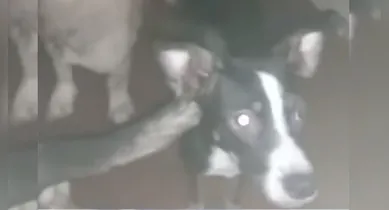 Imagem ilustrativa da notícia: Vídeo: comunidade denuncia casa com 40 cachorros em situação precária