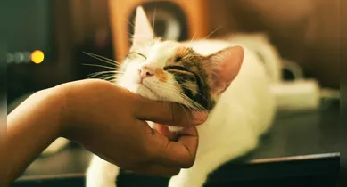 Imagem ilustrativa da notícia: Estudo revela como cães e gatos afetam o estresse dos donos