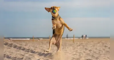 Descubra como garantir a segurança e o bem-estar dos seus pets na praia com dicas de especialistas. Cuidados essenciais para férias tranquilas!