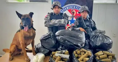 Drogas apreendidas localizadas com a ajuda do cão Jay-Z