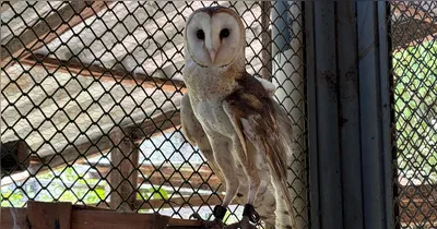 A nova corujinha, com cerca de 3 anos, possui uma lesão que a impossibilita de voltar à natureza.
