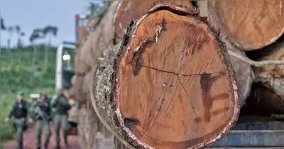 A decisão modifica a sentença de primeira instância e determina que o pecuarista promova a recuperação da área desmatada, além de indenizar o Estado por danos materiais e morais coletivos.