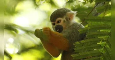 Parque orienta visitantes a não oferecer alimentos e destaca riscos à saúde dos animais e à segurança do público