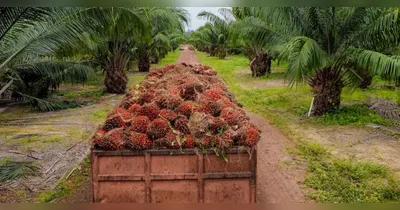 O Pará não apenas lidera, mas praticamente define o desempenho nacional do dendê.