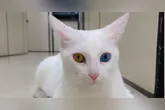 O Nordeste aparece entre os maiores percentuais de domicílios com gatos.