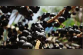 Uma cooperativa do Amapá fechou contrato para fornecer 15 mil toneladas de açaí à China até 2031, fortalecendo a exportação, gerando renda para comunidades agroextrativistas.