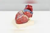 Uma partícula pouco conhecida, a lipoproteína(a), ou Lp(a), pode aumentar silenciosamente o risco cardiovascular; saiba como um simples exame de sangue pode identificar esse fator de risco.