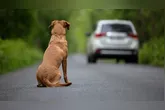 Câmara dos Deputados aprova projeto que suspende CNH e multa motoristas por abandono de animais; medidas mais severas para reincidentes.