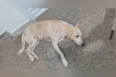 A lealdade de Faraó emocionou Porto Velho. O cachorro esperou por mais de 30 dias na porta de um hospital pelo tutor, que morreu em um acidente.