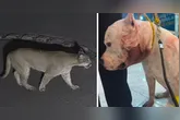 Pitbull ficou ferido após confronto com a onça-parda.