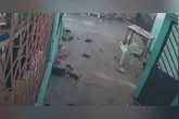 O enxame atacou os cachorros, que não resistiram às ferroadas