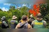 Operação Tekohã destruiu cerca de 6 mil plantas de maconha e estruturas utilizadas no cultivo ilegal no sul do Pará.