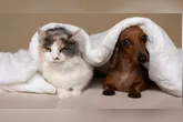 Para quem tem animais e crianças em casa, é preciso ficar atento a determinados tipos de produtos que podem ser tóxicos, caso sejam usados em maiores quantidades.