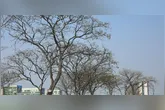 Alerta laranja para baixa umidade em dez estados