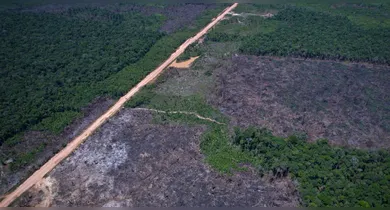 Imagem ilustrativa da notícia: Desmatamento na Amazônia cai 36,87% no último ano