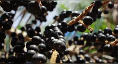 Imagem ilustrativa da notícia: Açaí amazônico conquista mercado chinês com contrato de venda até 2031