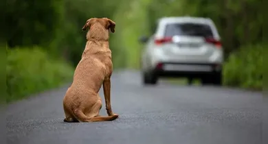 Imagem ilustrativa da notícia: Câmara aprova suspensão da CNH para quem abandona animais