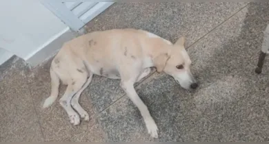 Imagem ilustrativa da notícia: Cachorro emociona ao esperar por mais de um mês por tutor morto em hospital