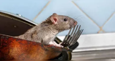 Imagem ilustrativa da notícia: Saiba como o eucalipto pode ajudar a afastar ratos de residências