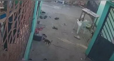 Imagem ilustrativa da notícia: Cães morrem após ataque de abelhas em Santarém