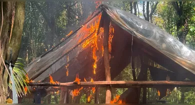 Imagem ilustrativa da notícia: PF incinera mais de 60 mil pés de maconha em terra indígena no Pará