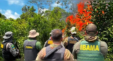 Imagem ilustrativa da notícia: Cultivo ilegal de maconha no Pará é alvo de operação
