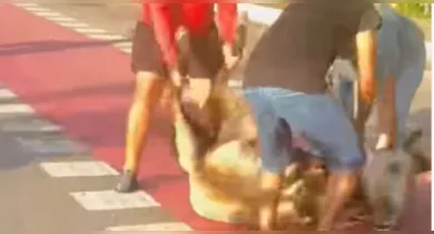 Imagem ilustrativa da notícia: Cavalo é atropelado na Avenida Centenário, em Belém