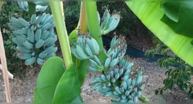 Imagem ilustrativa da notícia: Fruta rara no Brasil é azul, tem sabor de baunilha e textura de sorvete
