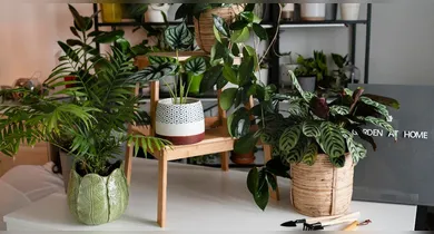 Imagem ilustrativa da notícia: Dicas de plantas repelentes para manter insetos longe de casa