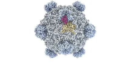 Imagem ilustrativa da notícia: IA cria vírus que não existe na natureza pela primeira vez