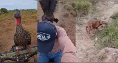 Imagem ilustrativa da notícia: Cachorro e motociclista escapam de jacu em cena divertida