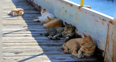 Imagem ilustrativa da notícia: Ilha no Japão já teve mais gatos que moradores e virou atração turística