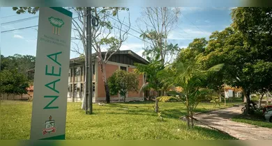 Imagem ilustrativa da notícia: NAEA abre seleção para pesquisadores com bolsas de R$ 13 mil mensais
