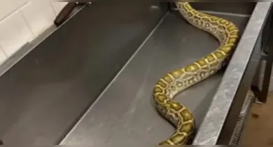 Imagem ilustrativa da notícia: Cobra é achada escondida em casa e raio-X mostra refeição assustadora