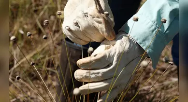 Imagem ilustrativa da notícia: Pesquisadores encontram plantas consideradas extintas há 30 anos
