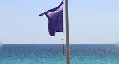 Imagem ilustrativa da notícia: Bandeira roxa na praia: saiba o significado e os cuidados no mar