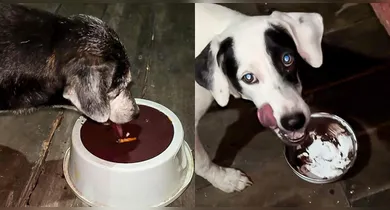 Imagem ilustrativa da notícia: Vídeo de cachorros tomando açaí com frango viraliza nas redes sociais