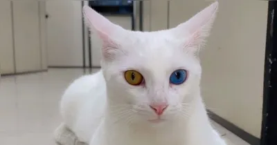 O Nordeste aparece entre os maiores percentuais de domicílios com gatos.